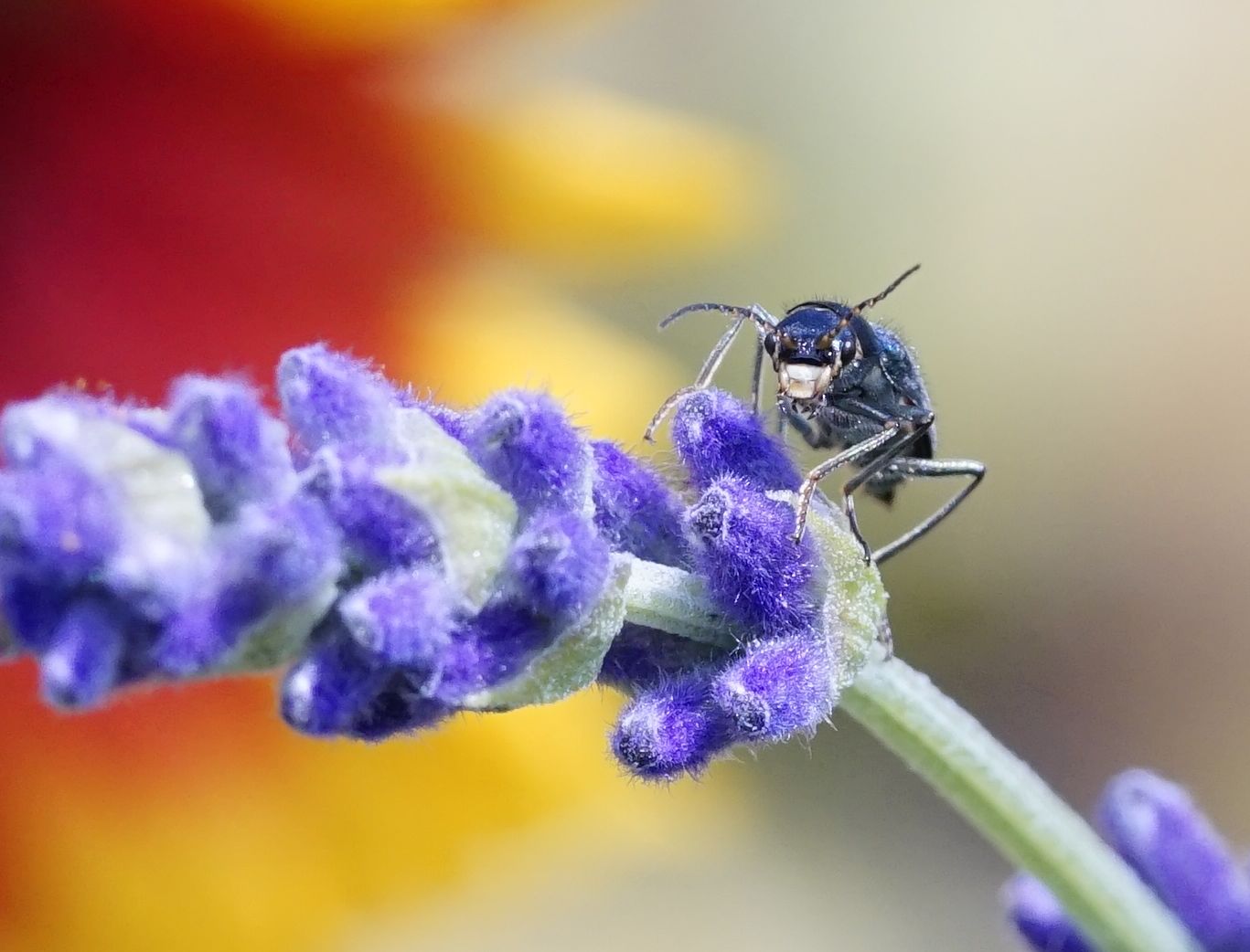 Käfer an Lavendel