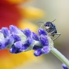 Käfer an Lavendel