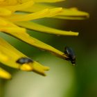 Käfer an Löwenzahn 3