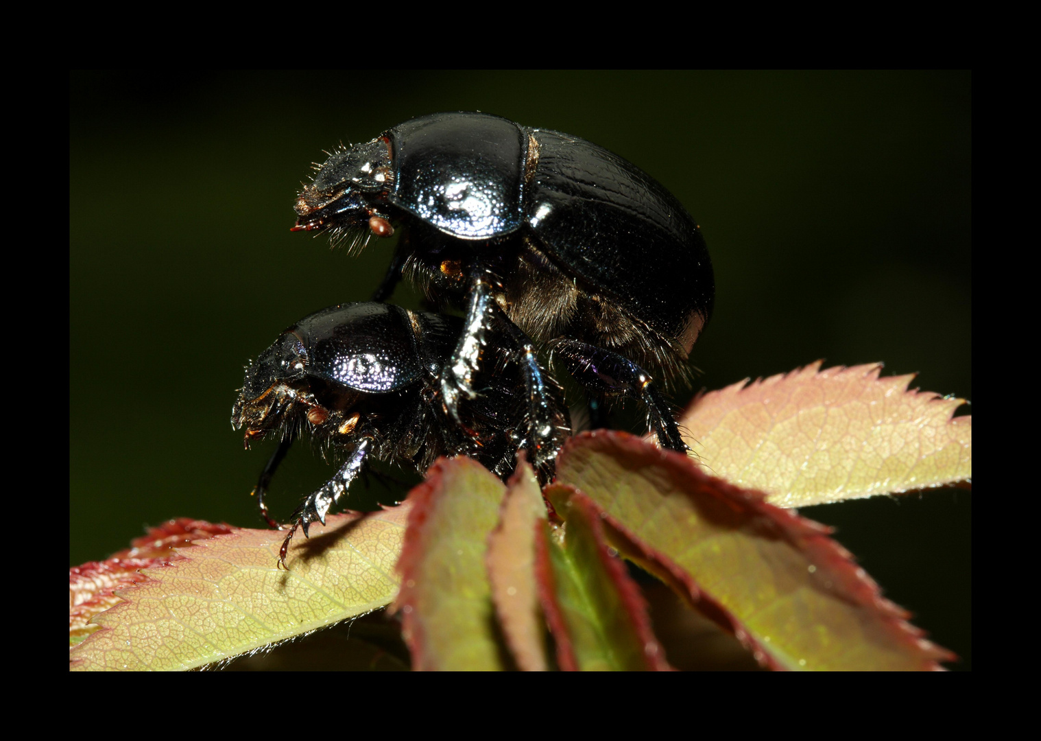 Käfer (Anoplotrupes stercorosus)