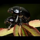 Käfer (Anoplotrupes stercorosus)