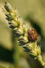 Käfer auf Ähre