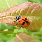 Käfer auf Blatt