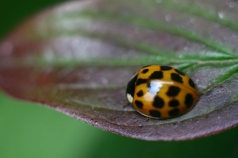 Käfer auf Blatt