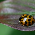 Käfer auf Blatt