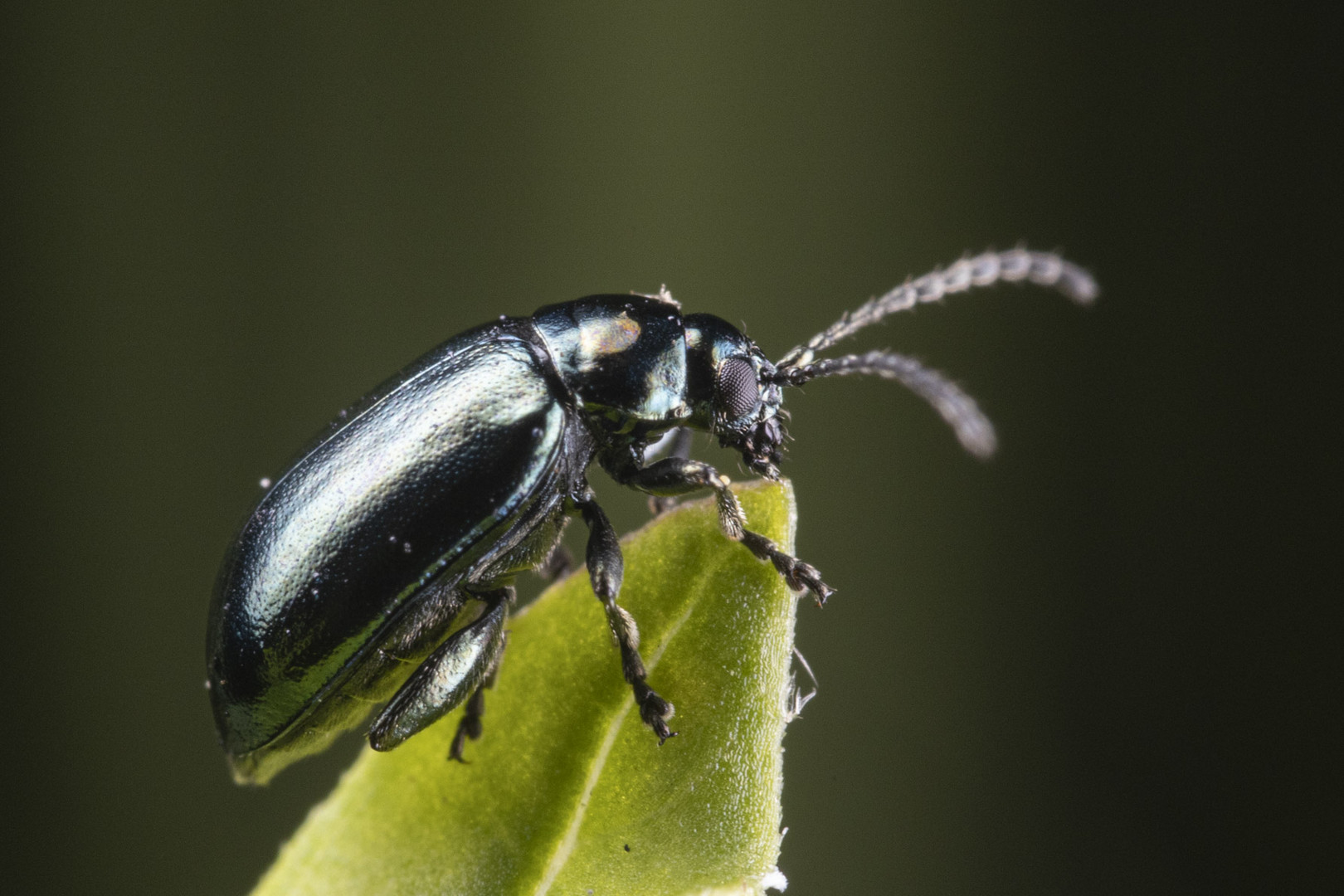 Käfer auf Blattspitze