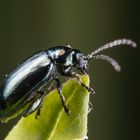 Käfer auf Blattspitze