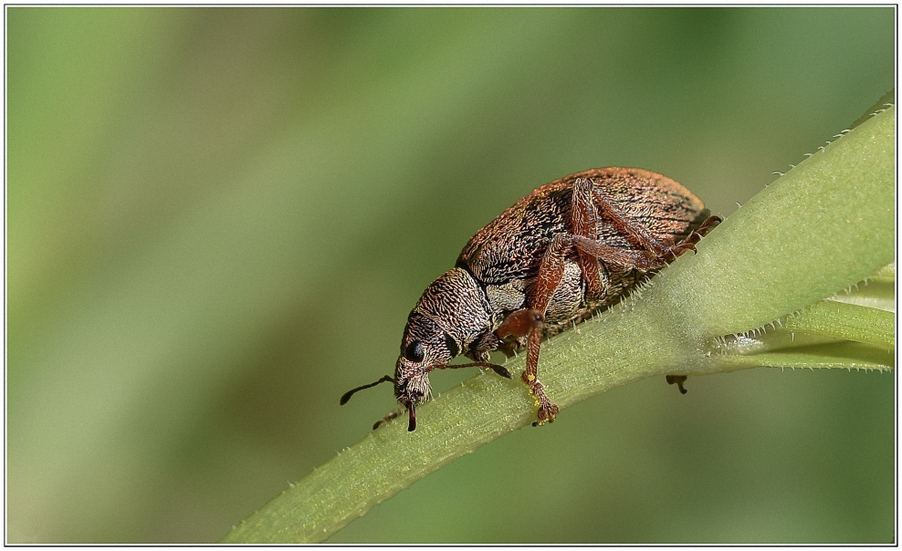 Käfer auf Blattstengel