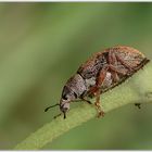 Käfer auf Blattstengel