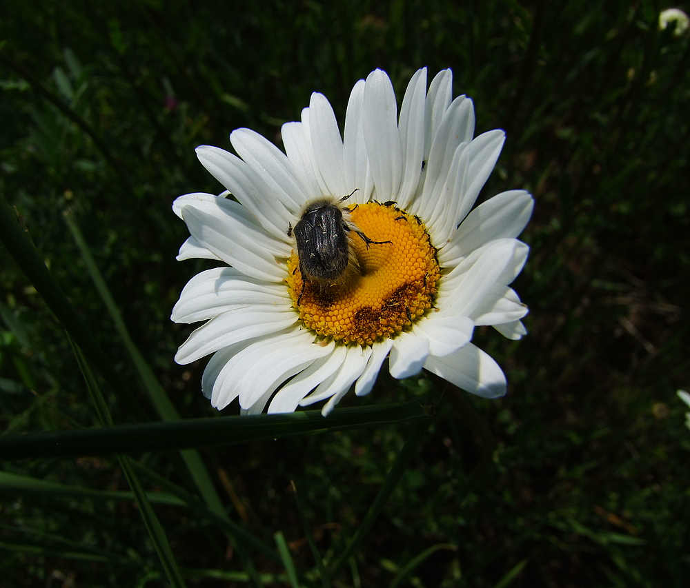 Käfer auf Blümchen