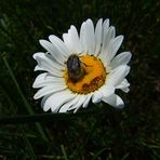 Käfer auf Blümchen