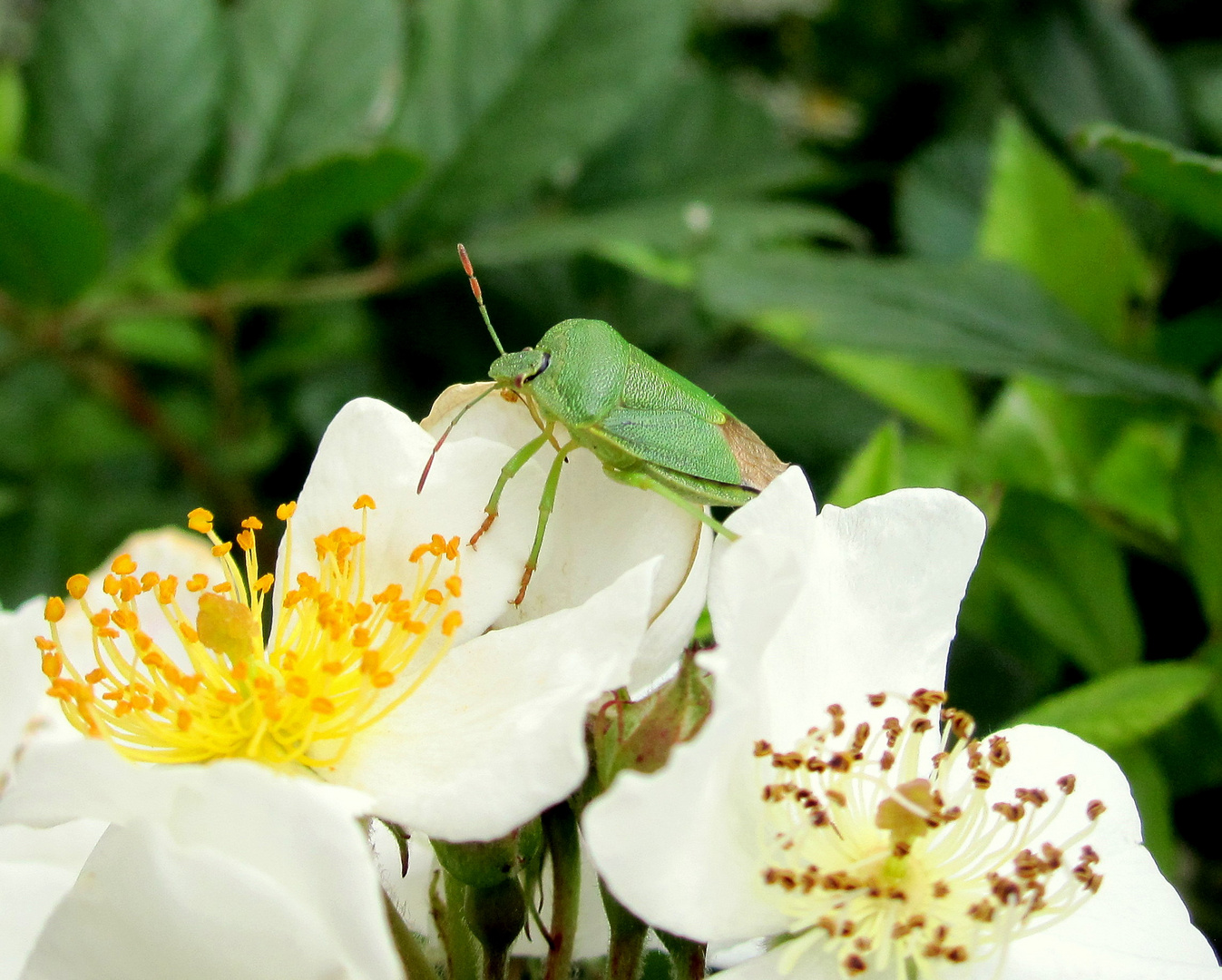 Käfer auf Blüte