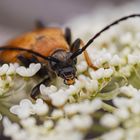 Käfer auf Blüte