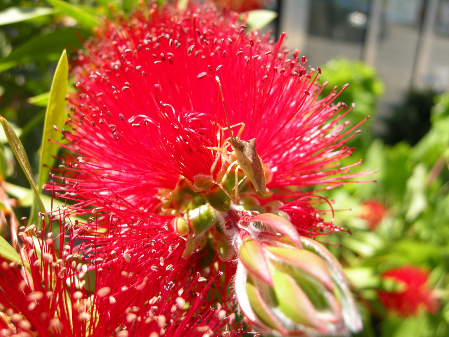 Käfer auf Blüte