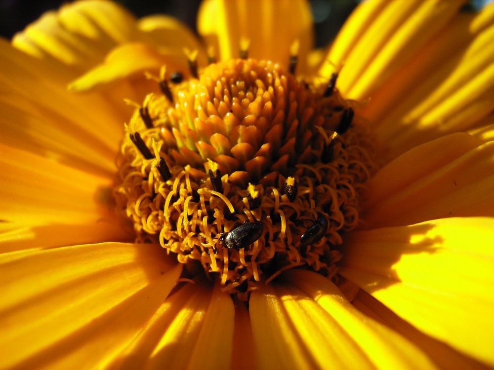 Käfer auf Blüte