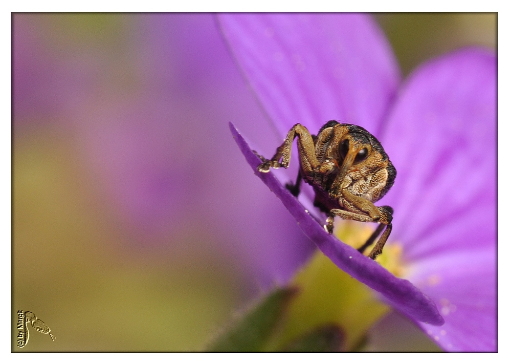 Käfer auf Blüte