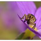 Käfer auf Blüte