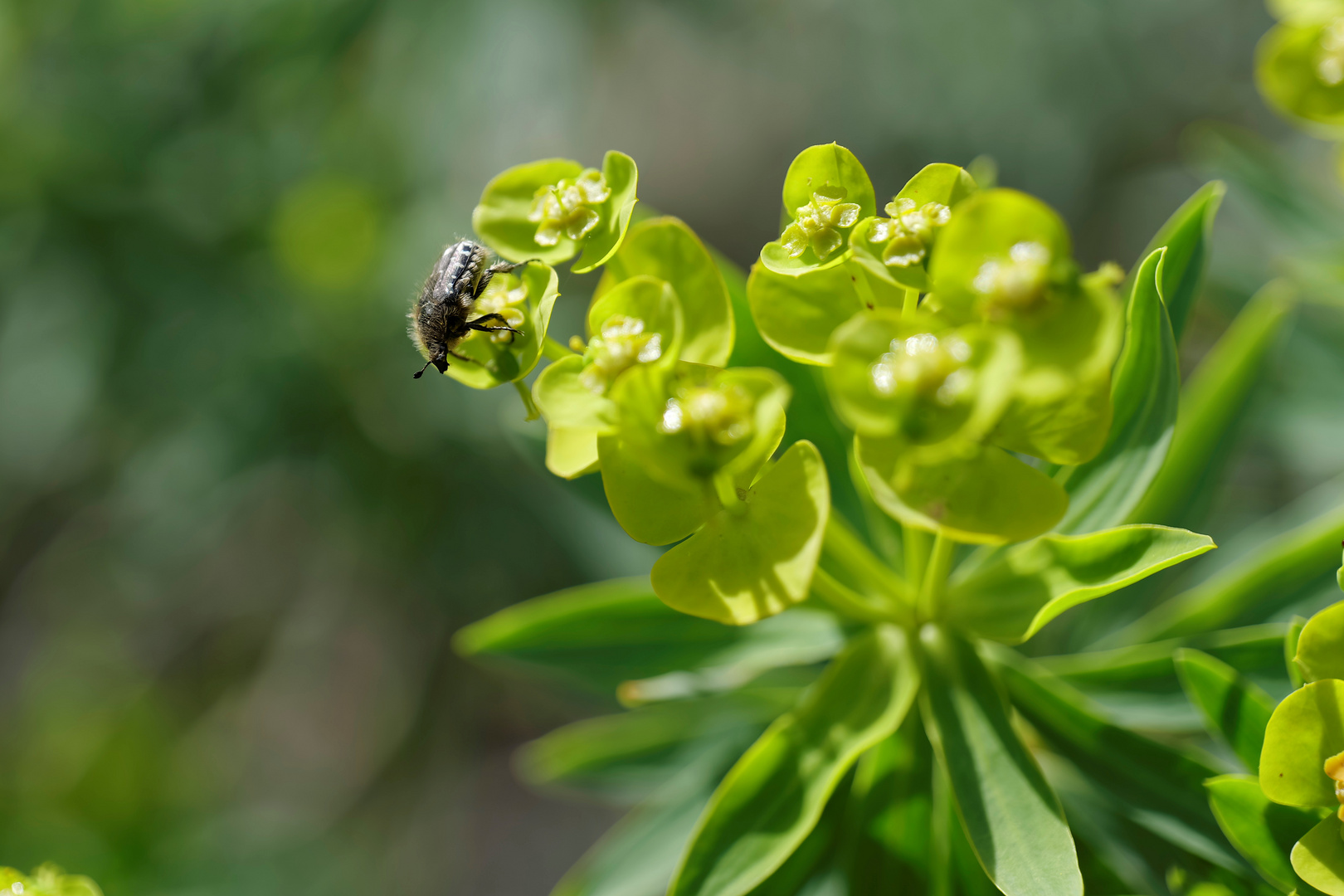 Käfer auf Blüte am Santuari de Lluc (1)