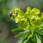 Käfer auf Blüte am Santuari de Lluc (1)