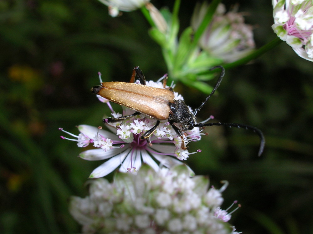 Käfer auf Blüte