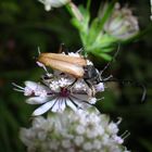 Käfer auf Blüte