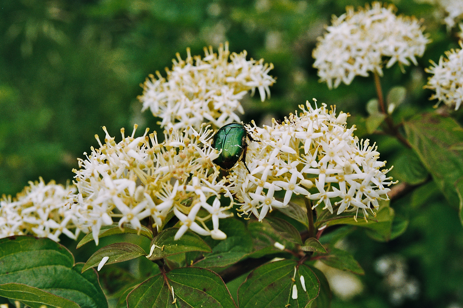 Käfer auf Blüten