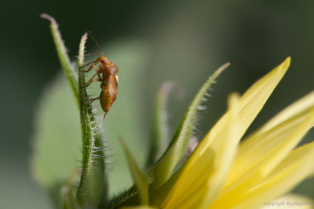 Käfer auf Blütensuche