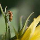 Käfer auf Blütensuche