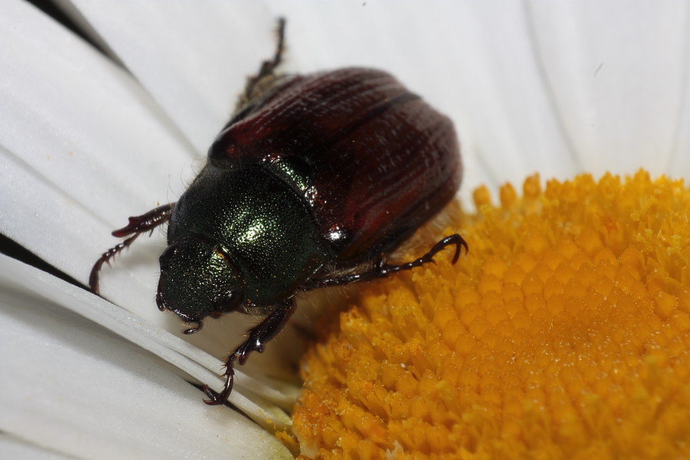 Käfer auf Blume!