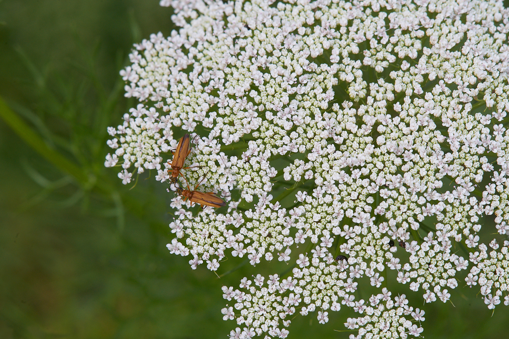 Käfer auf Blume