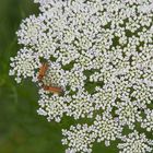 Käfer auf Blume