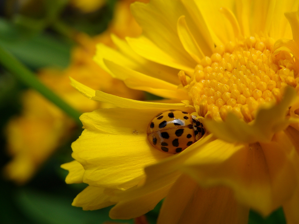 Käfer auf Blume