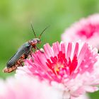 Käfer auf Blume