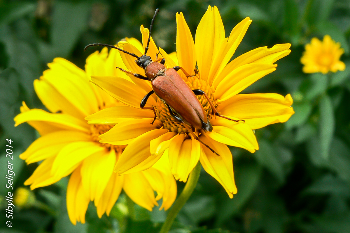 Käfer auf Blume