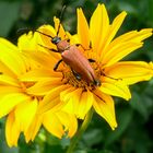 Käfer auf Blume