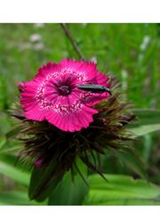 Käfer auf Blume