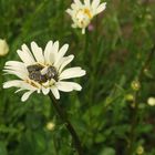 Käfer auf Blume