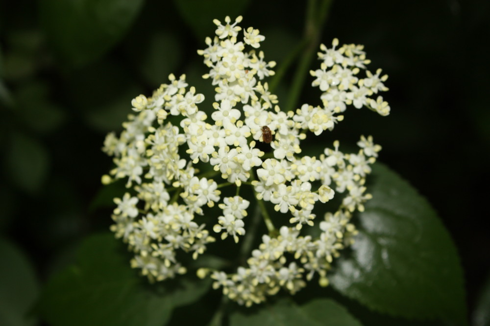 Käfer auf Blume