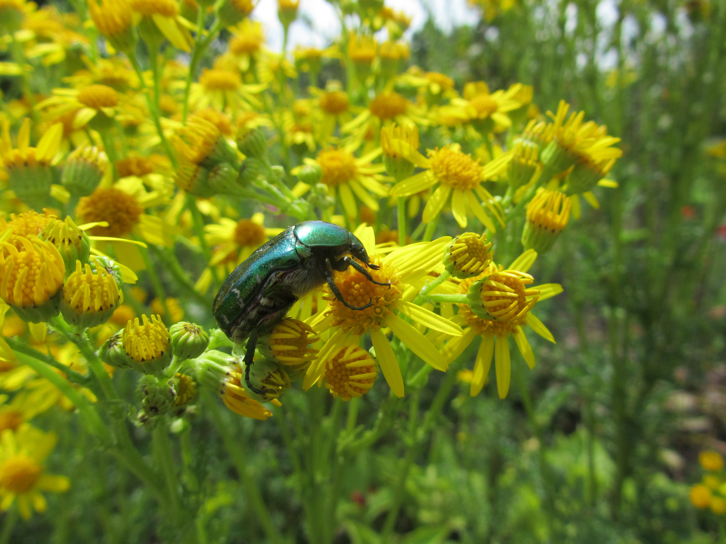 Käfer auf Blume