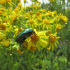 Käfer auf Blume