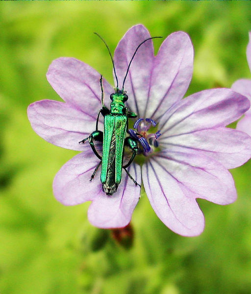 Käfer auf Blume