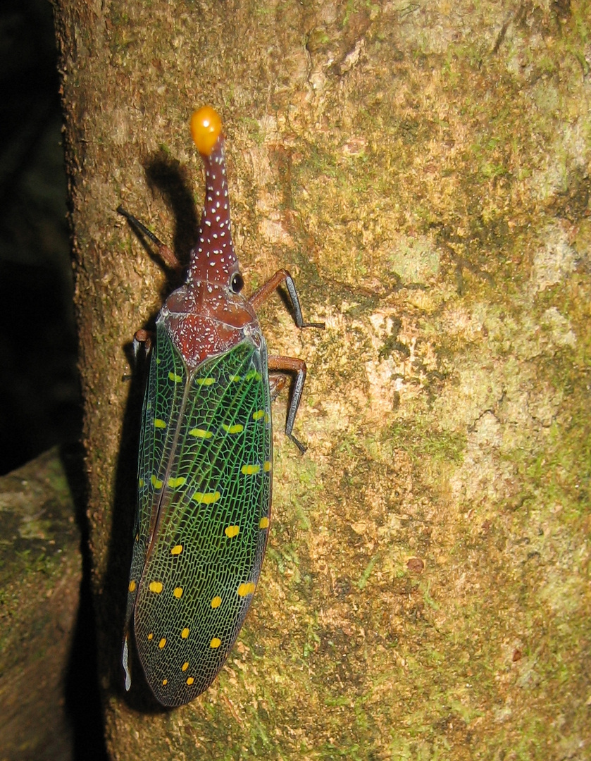 Käfer auf Borneo