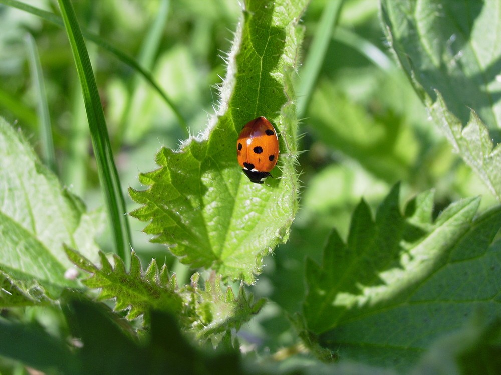 Käfer auf Brennessel