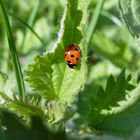 Käfer auf Brennessel