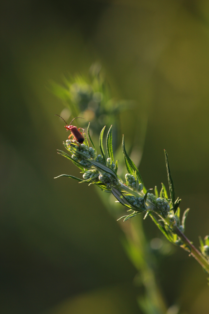 Käfer auf dem Blatt