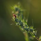 Käfer auf dem Blatt