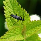 Käfer auf dem Blatt einer Taubnessel