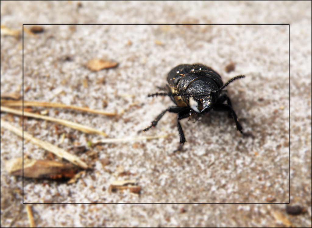 Käfer auf dem Felsen