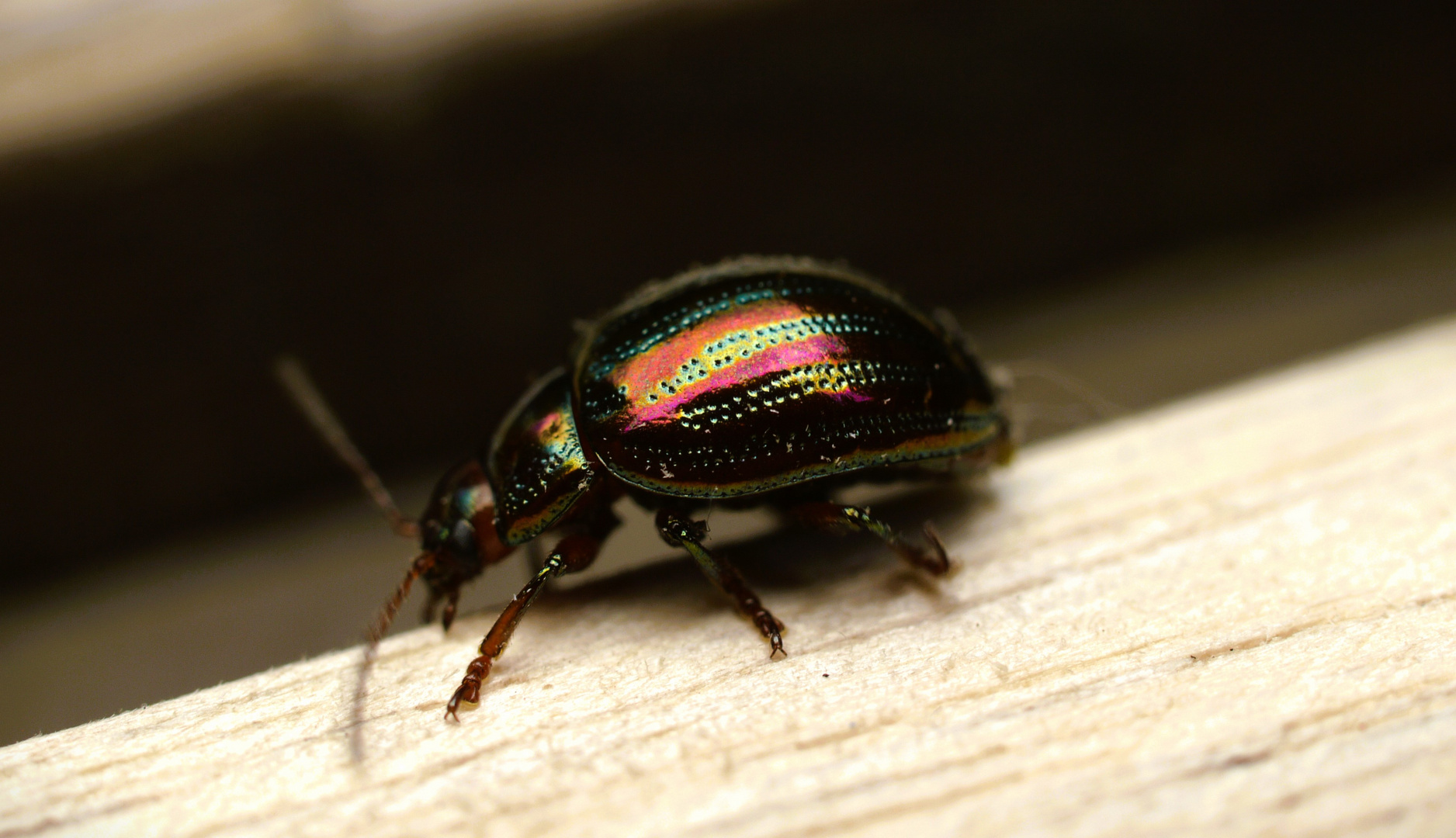 Käfer auf dem Holzweg ? Bunter Glanzkäfer im Garten