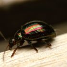 Käfer auf dem Holzweg ? Bunter Glanzkäfer im Garten